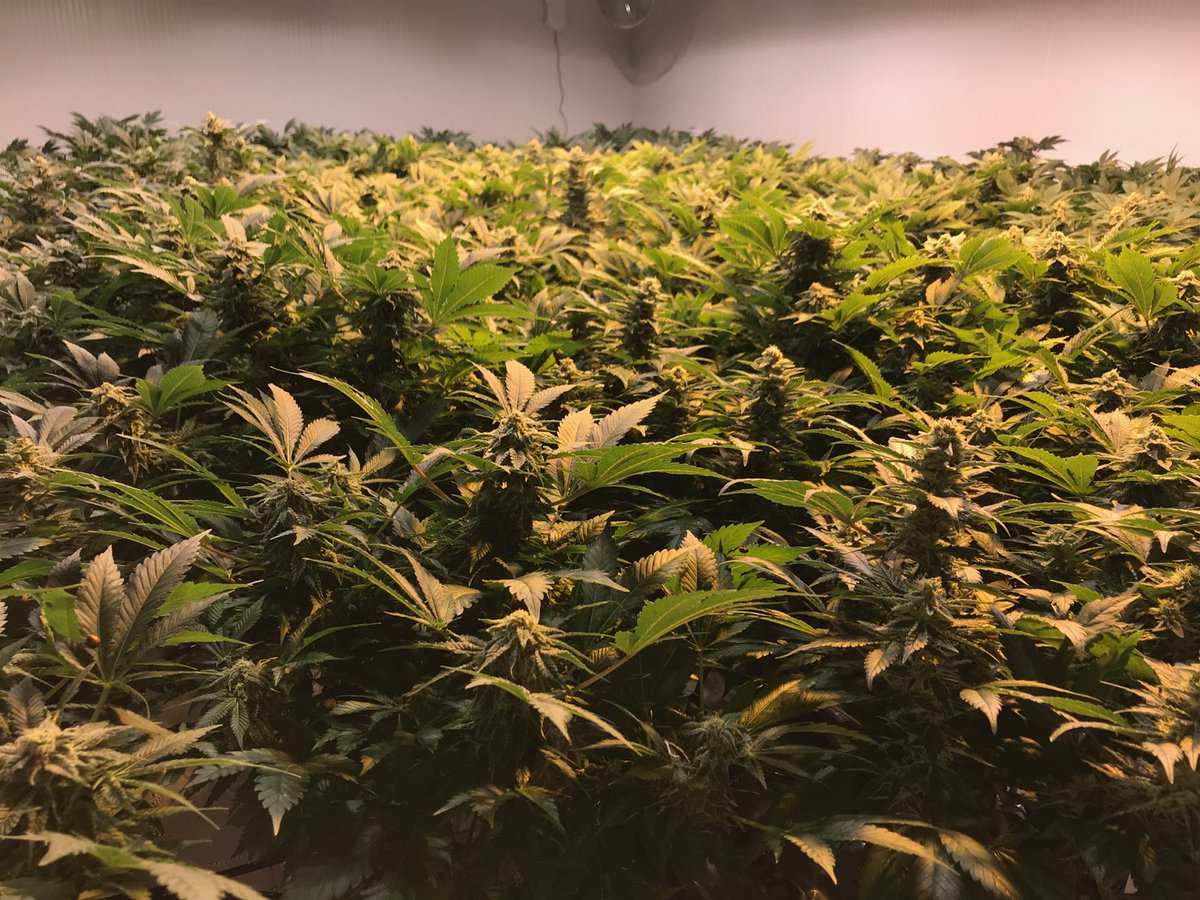 clintsharples's tweet photo. Jumanji has nothing on CannaCure! Harvest coming soon.... $cann $cann.c https://t.co/tl1bwHt61p