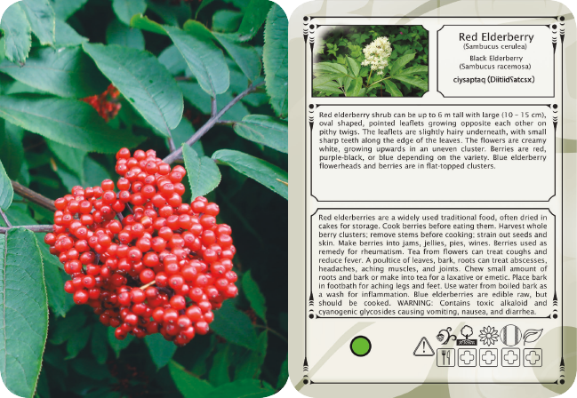strong_nations's tweet image. Sneak peek of the Pacific Northwest Plant Knowledge Cards!  Bring the cards out on walks to help identify plants and their uses and keep the old ways strong. Use these cards as an inspiration to talk to an Elder or Knowledge Keeper! 
Pre-order here: strongnations.com/store/item_dis…