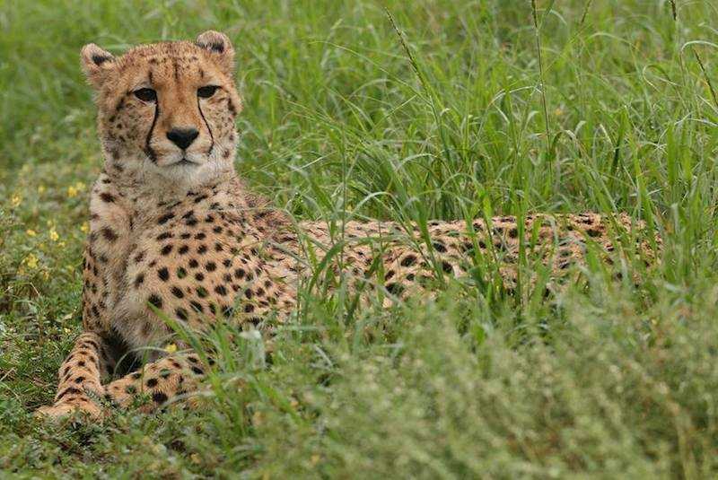 If you're a cat lover, you'll love this opportunity with <a href="/SaltyCrax_SAVE/">SaltyCrax and SAVE</a> in South Africa. Here's your chance to make a difference doing something you're passionate about!

govoluntouring.com/wild-cat-proje…

#southafrica #volunteerabroad #catlover #savecats #bigcatvolunteer