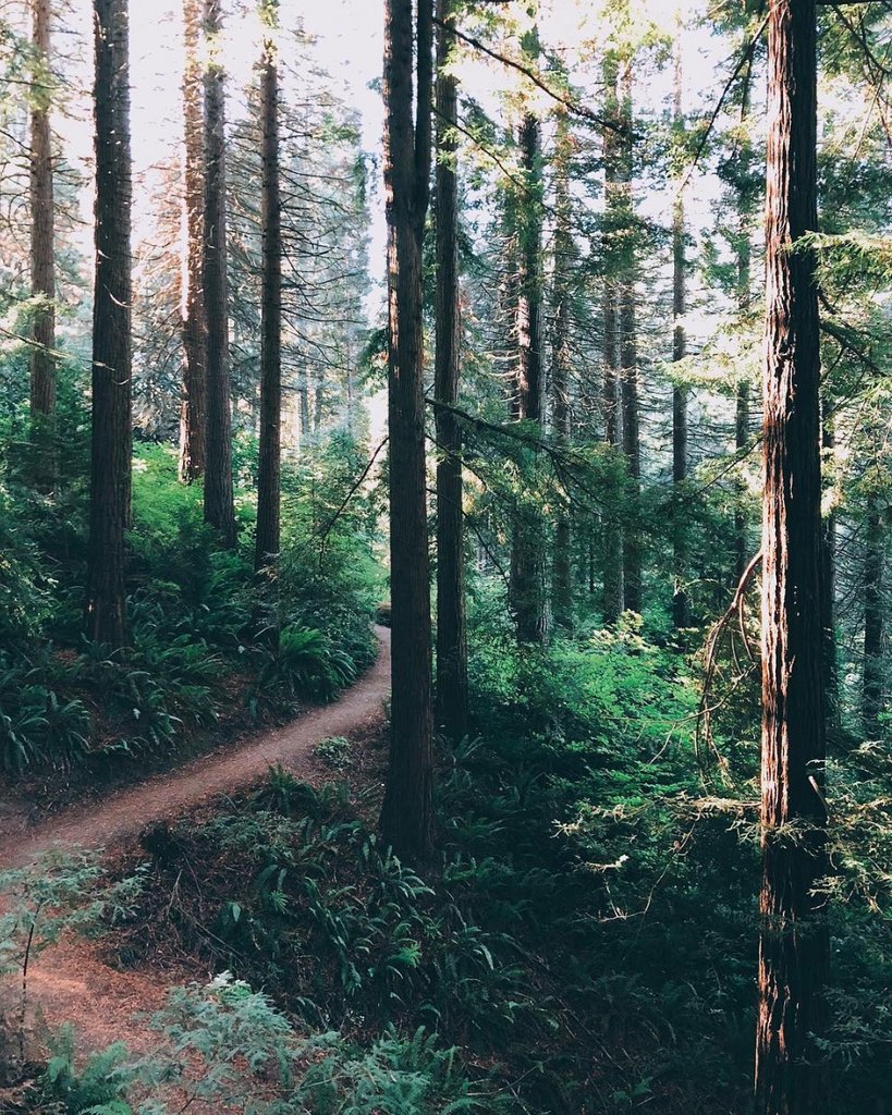 A beautiful photo from <a href="/onetreeplanted/">One Tree Planted</a>. This is why forest and wildlife conservation are so important. The earth can't afford to lose any more of the environments it has nurtured and shaped for aeons; its natural habitats deserve absolute protection.