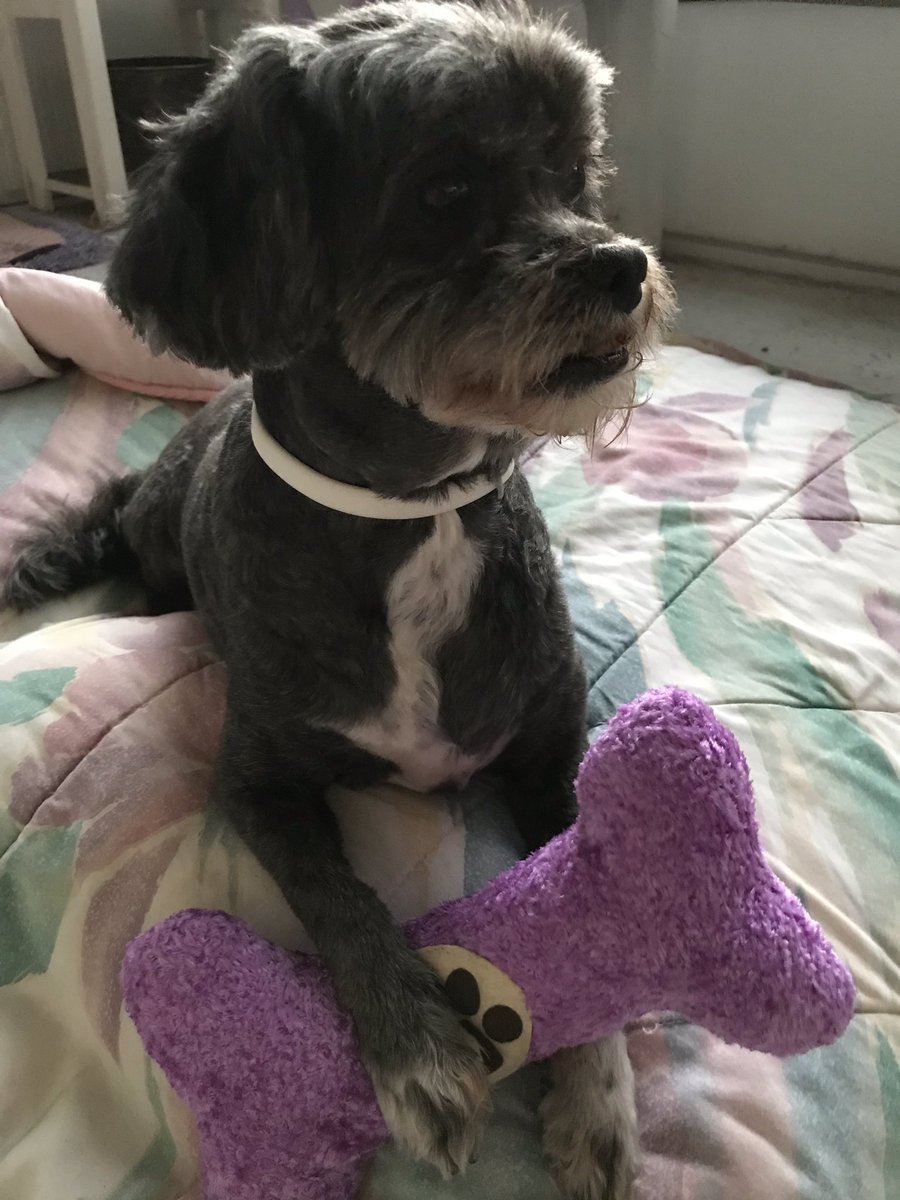JackiePeters55's tweet photo. Seven years ago today I adopted Indy from a “friend”. She didn’t want her anymore, she got too big to play with her teacup dog. Indy is such a great dog, I can’t imagine life without her or Shelby. And my “friend” who gave her up, we haven’t spoken since.

Gotcha 4 ever Indy! ❤️ https://t.co/zDM6RWPjpW