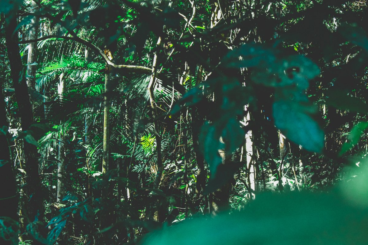 According to a new study, up to 15 million hectares of Brazilian Amazon are at risk of losing legal protection, which would have a severely negative impact on #biodiversity: bit.ly/2PZTEOZ

Find out more about how we help conserve rainforests: poseidon.eco