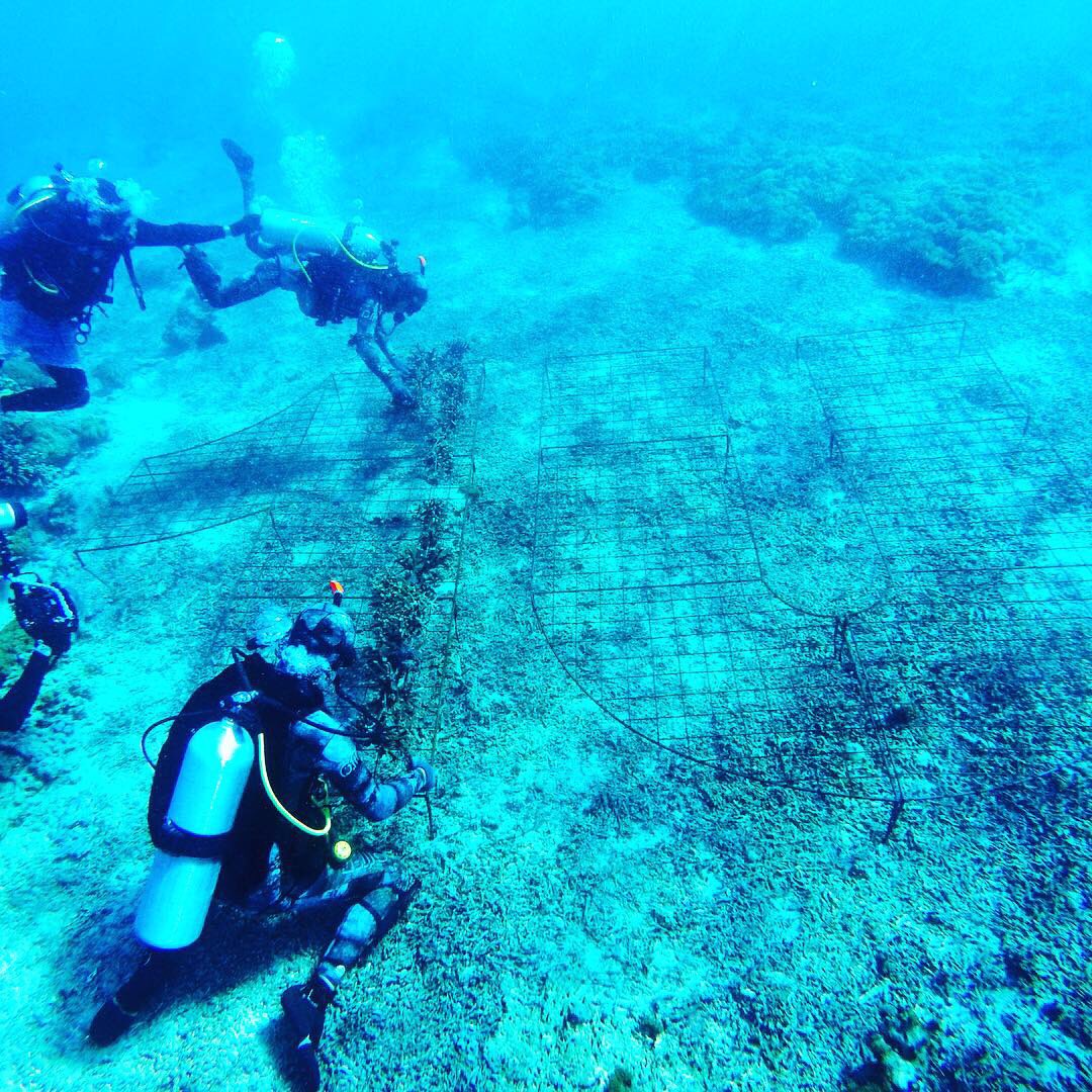 Allcapsstore tweet media