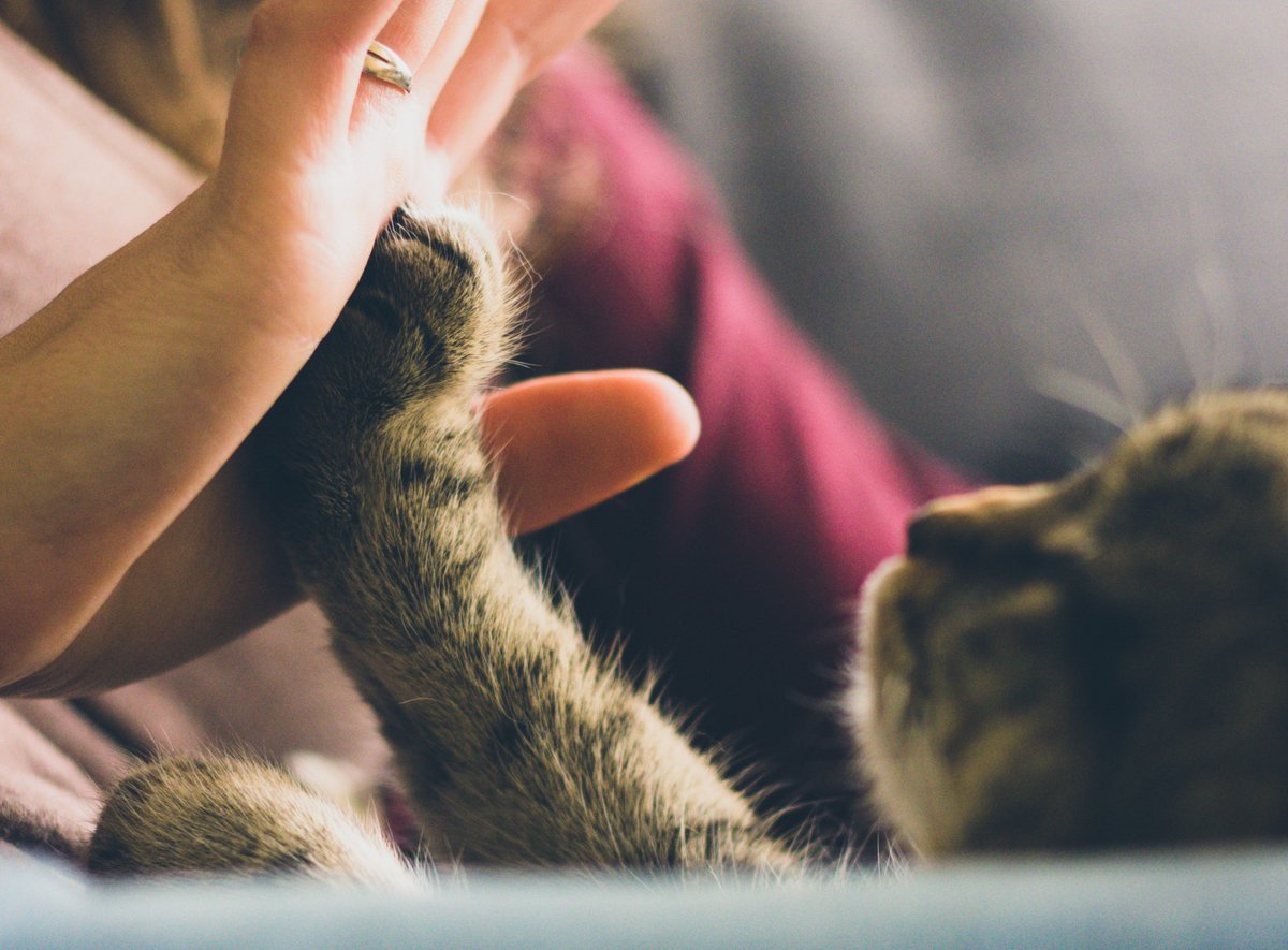 CultureSpc's tweet photo. Catfe Diem is coming to Centerville, VA! I had the pleasure of meeting Kristen from @catfediem at @StartupGrindPWC this week, and I cannot wait to visit there upcoming location!

#CatsAreCute #Relaxation #corporateculture #culturespecialist #catcafe #stressmanagement https://t.co/nZfjbhzwgz