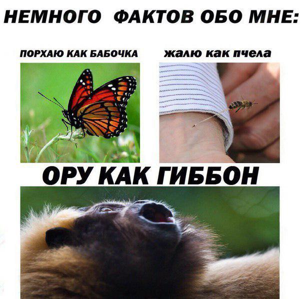 Russian Memes United Some Facts About Me Floating Like A Butterfly Stinging Like A Bee Yelling Like A Gibbon