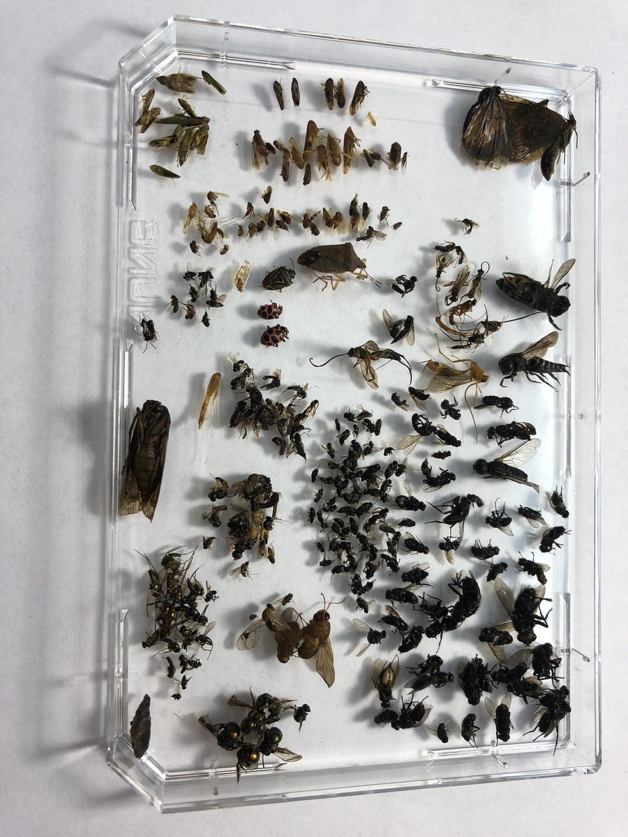 BugswithBekka's tweet photo. Keying insects (#bird #food) from last summer! Undergrad separates into Order, I identify family, and Dr Williams enters data. #academic #factoryline #OUinsects https://t.co/6oXgPnQC4A