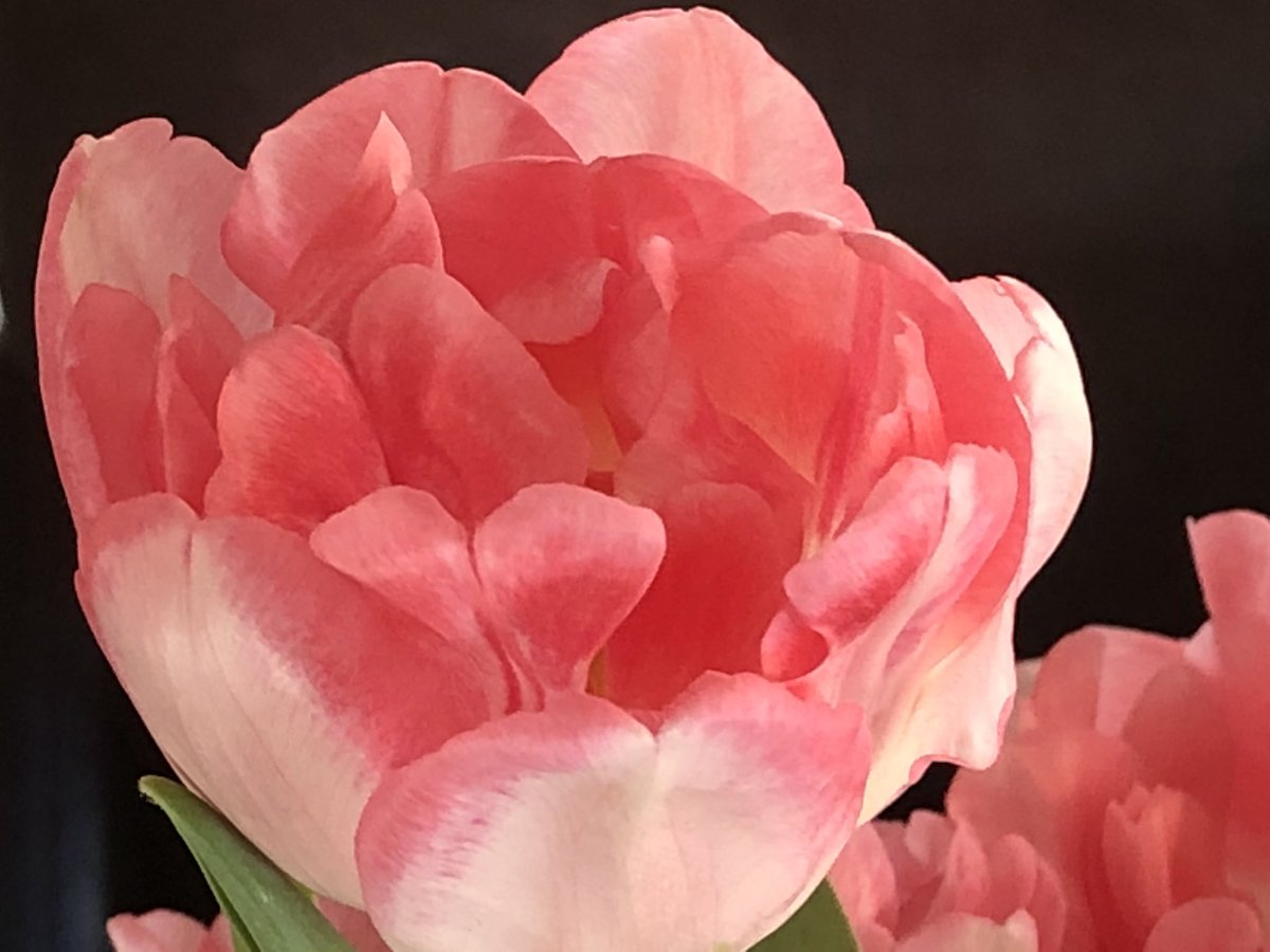coastulip's tweet photo. Tulp foxtrot https://t.co/z2wuMkckoG