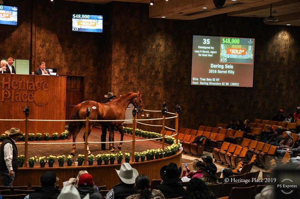 Hip 35, Daring Seis brought a final bid of $48,000. This three-year-old filly is a full-sister to Pandorum, dam of 2018 Champion HOTSTEPPER, $1,254,409. 

#HeritagePlaceWinterMixedSale  Watch LIVE at heritageplace.com/services-view/…
