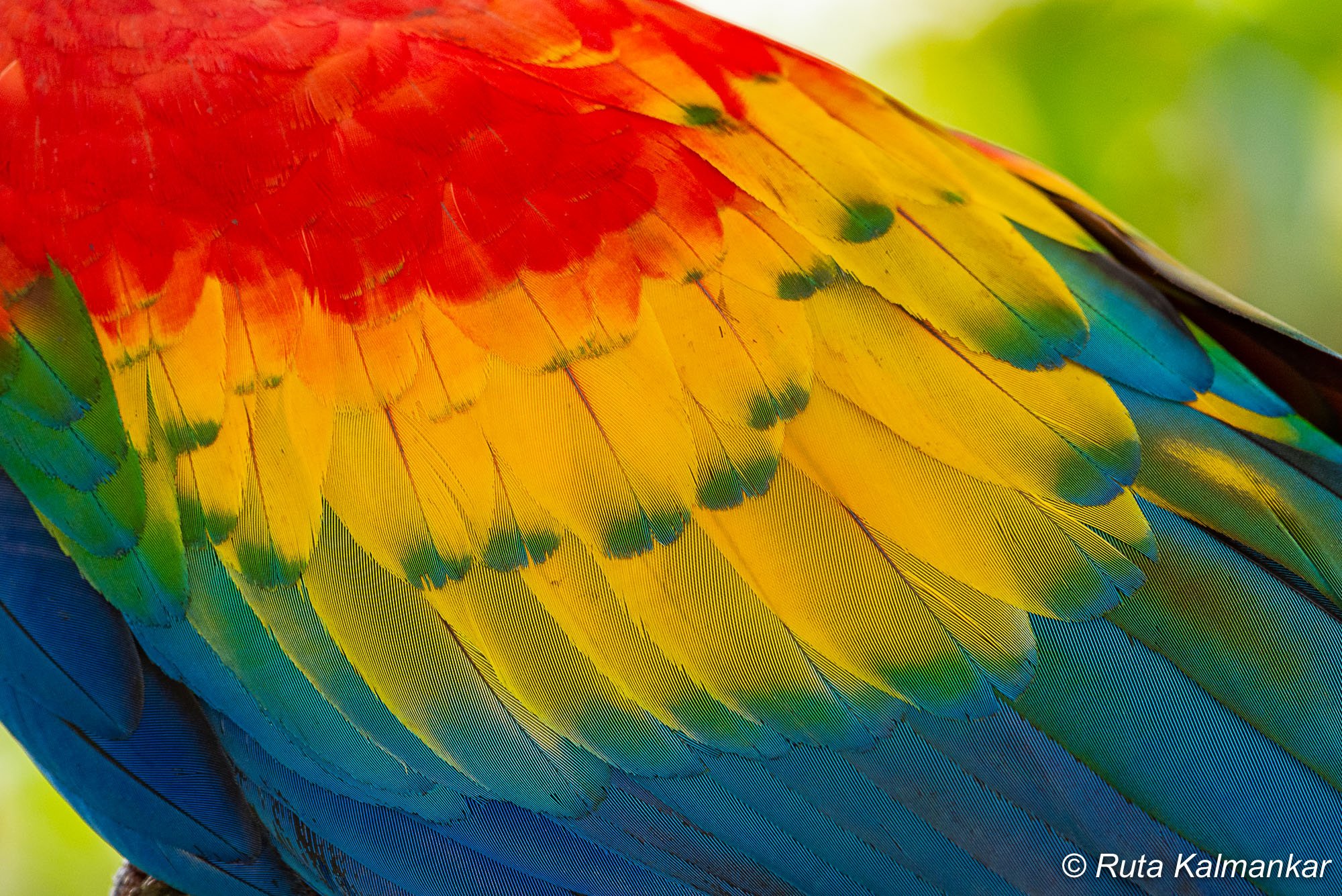 ruta kalmankar on twitter scarlet macaw à¤¸ à¤ à¤°à¤² à¤ à¤® à¤ à¤ à¤¹ à¤® à¤  à¤¯ à¤à¤ à¤° à¤ à¤à¤¤ à¤¶à¤¯ à¤¸ à¤¦à¤° à¤ª à¤ªà¤ à¤¯ à¤ à¤¯ à¤ª à¤¸ à¤µà¤° à¤¤à¤° à¤° à¤ à¤ à¤¨ à¤¸à¤¤ à¤à¤§à¤³à¤£ à¤ à¤® à¤«à¤ à¤¤ à¤¯ à¤ à¤¯ à¤ª à¤¸ à¤ twitter