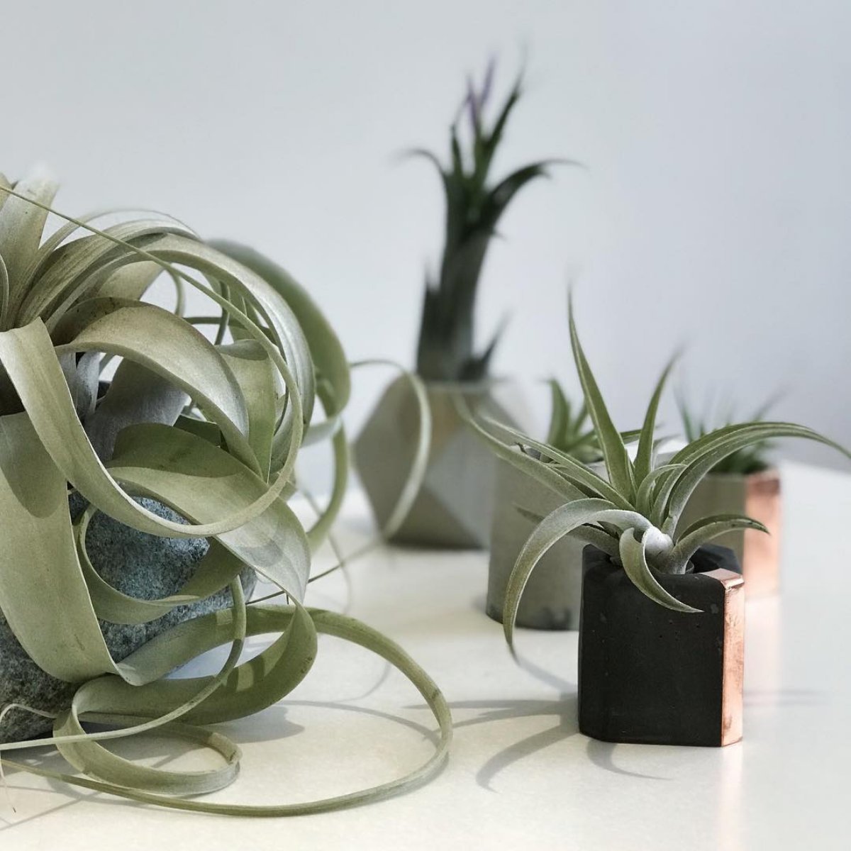 The Phoenix tweet media