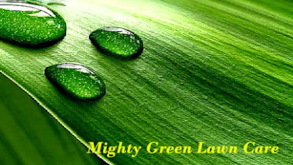MightyGreenLawn's tweet photo. January #lawntips: 1 inch of water per week, pre-emergent application before soil temps reach 50s, post-emergent on actively growing weeds, collect soil samples from different spots to get a full analysis of your lawn.
#mightygreen #lawncare #winterlawncare #greengrass https://t.co/HfR0SSAwe4