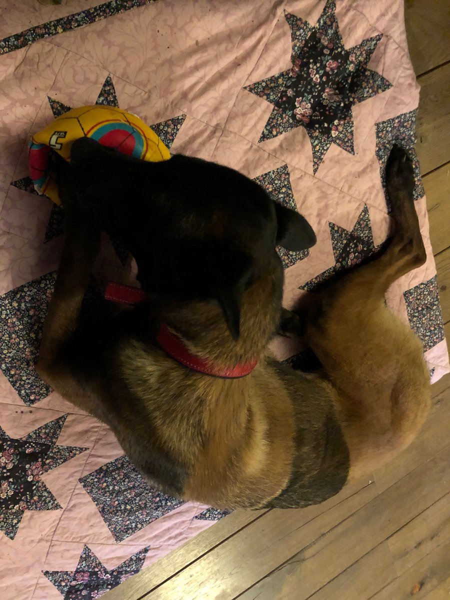 Chappers2013's tweet photo. The last football has exploded it seems. That cat is sneaky bursting all @PBaloo toys! #catdidit https://t.co/4bPSG0gMkH