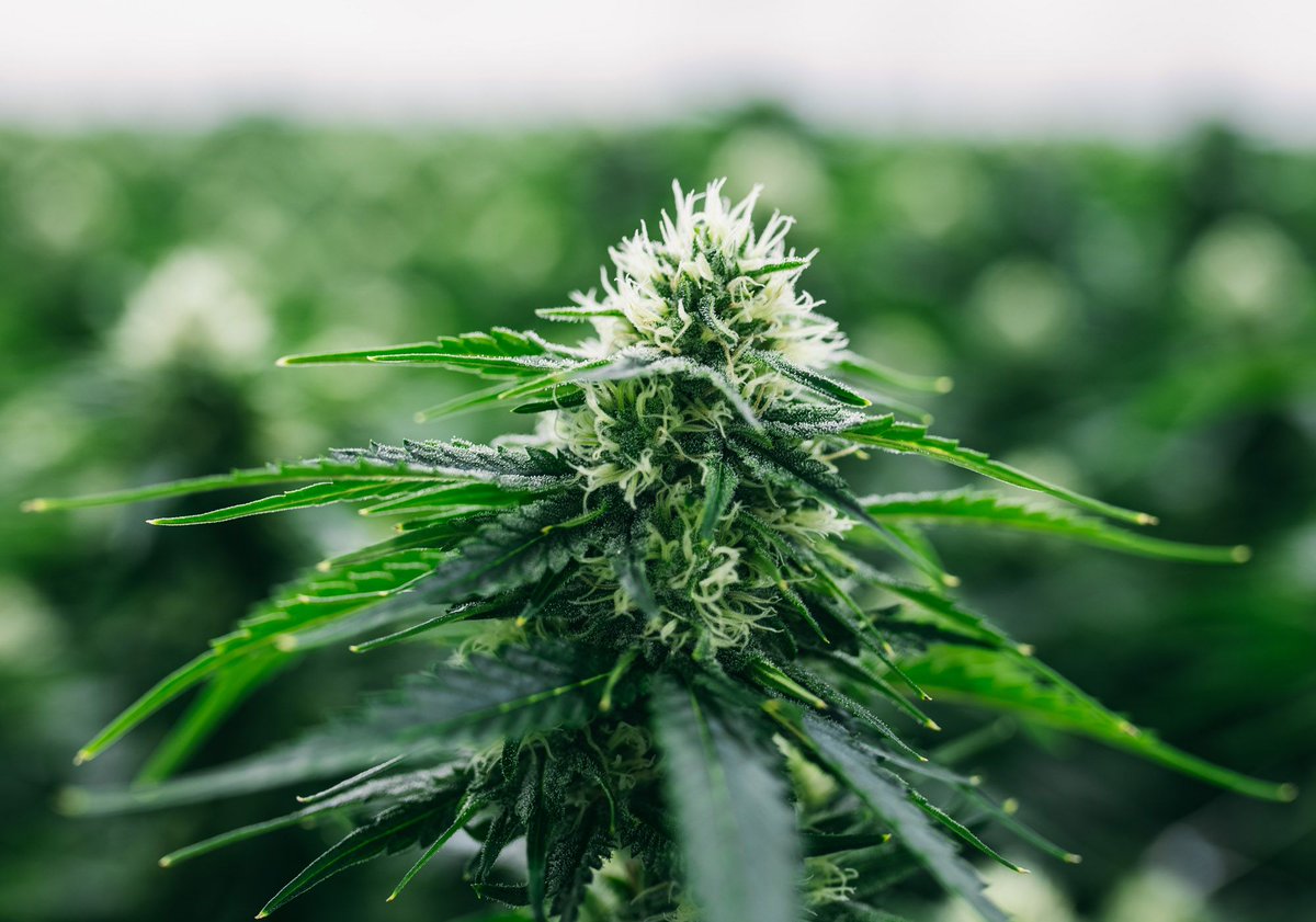 Thrive is focused on precision in our craft. #CannabisThrives #CraftCannabis #Cannabis #ThriveCannabis #CannabisCommunity