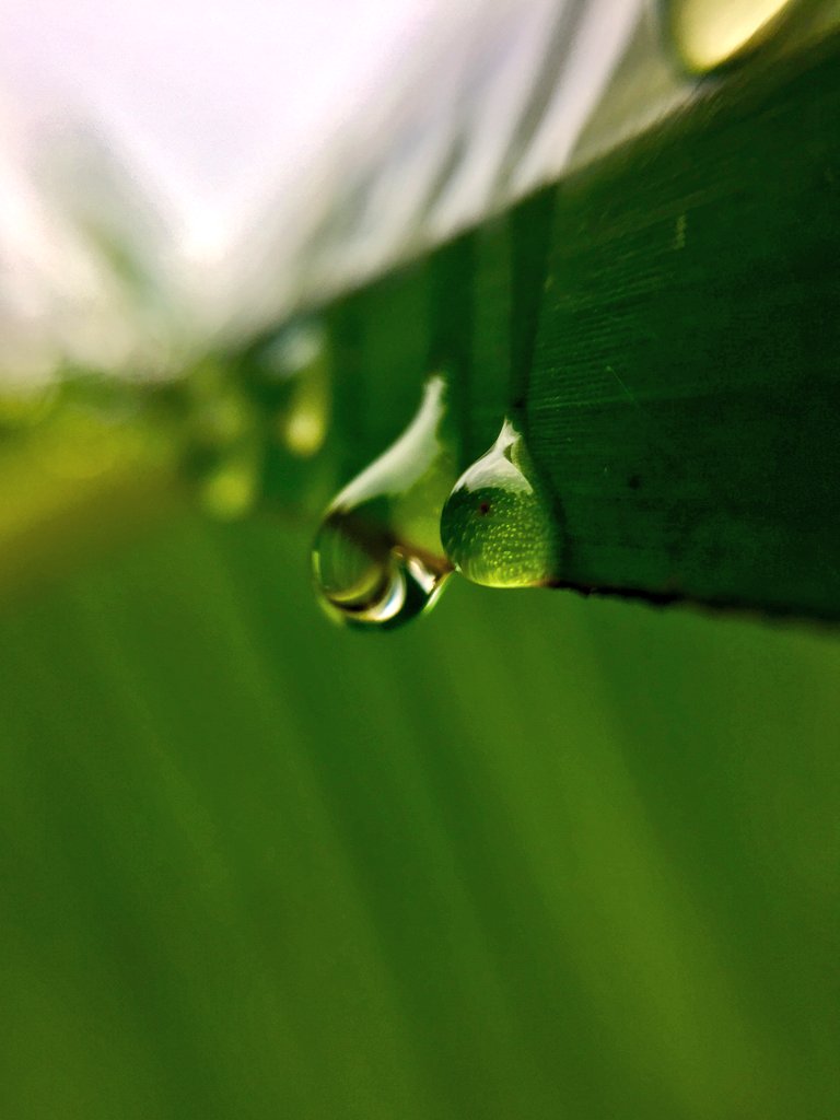 Water Drop Water Drop
