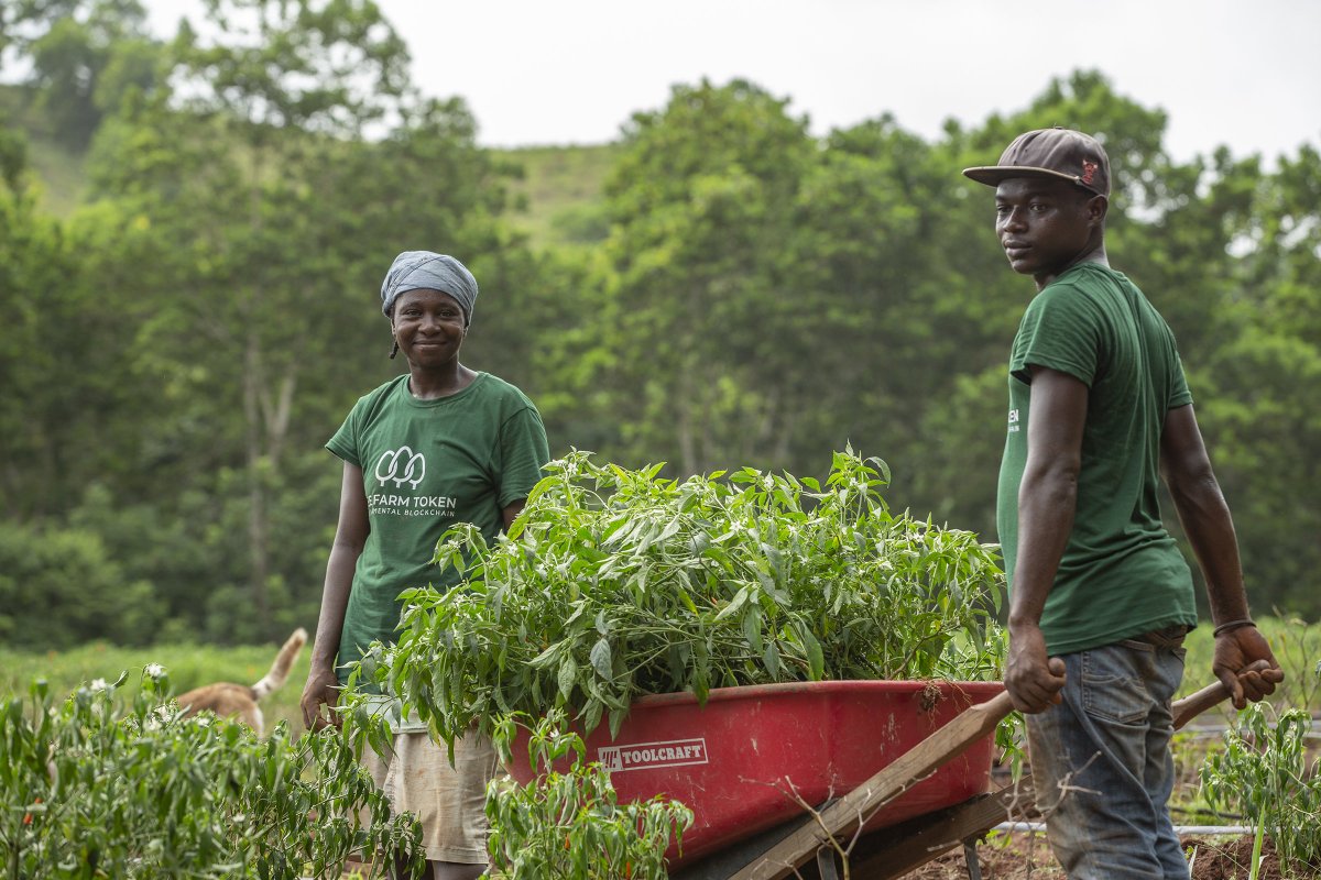 CTI_timber's tweet photo. Tree Farm Token project aims to combine technology and forestry investment https://t.co/2vgB5NJlEh The project aims to develop, manage and commercialize a plantation of 2,600,000 #mahogany trees on a 2,000-hectare site in the #DominicanRepublic | #forestry #blockchain #technology https://t.co/ZzCd8pFJlt