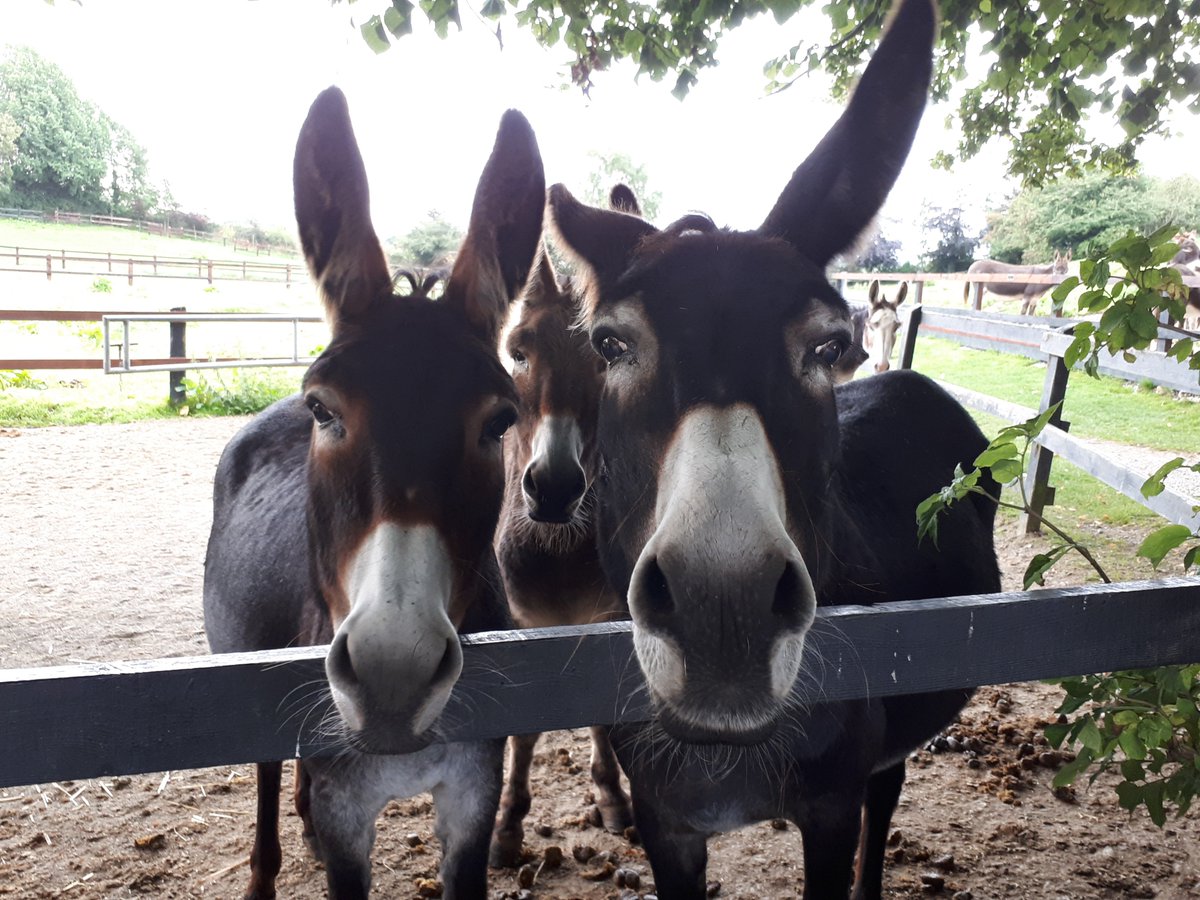#itstheweekend With beautiful walkways and wonderful donkeys to meet, why not pay The Donkey Sanctuary a visit this weekend? We are open from 10am-5pm this Saturday and Sunday. Hope to see you! #fun #thingstodo