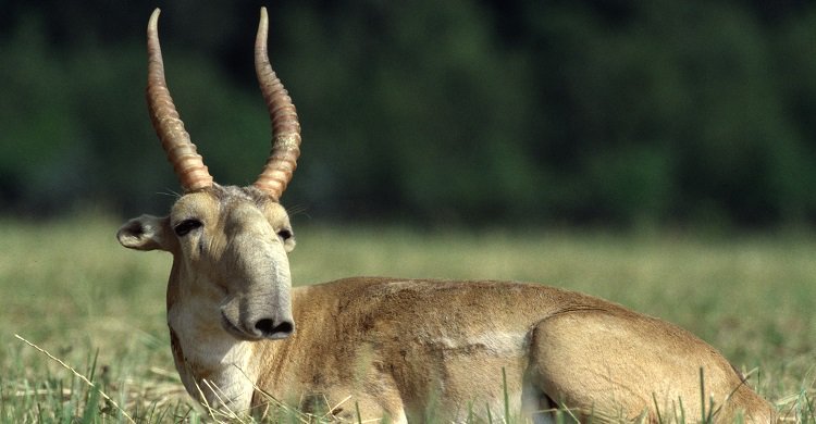Mongolia and the United States are proposing to transfer Saiga antelope from #CITES Appendix II to Appendix I to prohibit commercial int'l trade in this #species. See the proposal: goo.gl/L2zb1D 

#CoP18 #WorldWildlifeConference #SaigaAntelope #wildlife