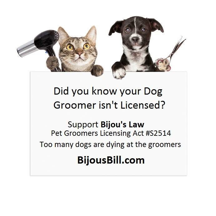 Are Dog Groomers Licensed