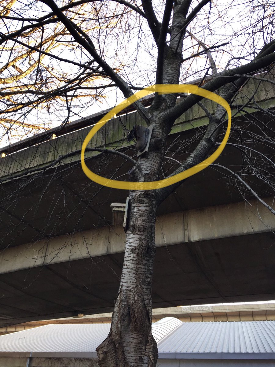 museumofwalking's tweet photo. #boot as #nestingbox #innovation #pedex @Team4Nature @TiCLme @wearewildthing See it on #Sunday #Ballard under the #Westway https://t.co/yfdmpVvbnF https://t.co/nEmTQbK8WD