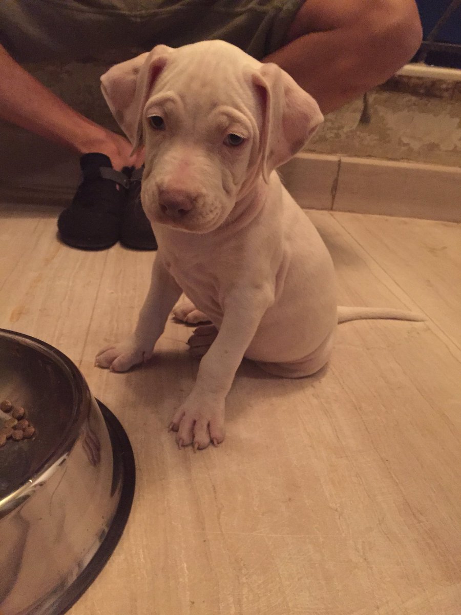 hanakouta1's tweet photo. we took django to nady gezira like every week so he can play with the rest of the doggies and we found the cutest replica of django when he was born but he’s a doggo argentino. The first pic is them playing together and the second is django when he was young 😭😭😭 https://t.co/lGzjtVuGWe