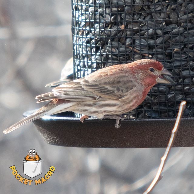 The finches were enjoying the seeds in the feeder! I hid behind a tree and waited for them to hop on so I could capture some photos.
#RedHouseFinch #Finch #Bird #Birb #BirdWatching #BirdFeeder #Birds #Winter #birdphotography #birding #omnomnom bit.ly/2Dj6jtx
