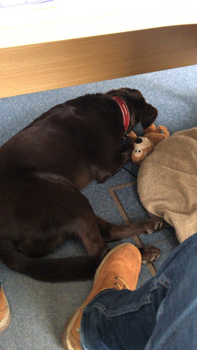 Henry_CWIB's tweet photo. Thankful for the dog friendly businesses in #Tonbridge today. @TheGatehouseTon for lunch and a brilliant coffee from @65mmcoffee @FireStationTN. #officedog https://t.co/IMUGTwB6BX