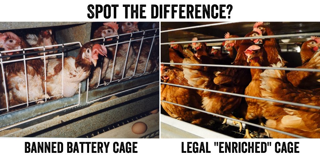 ciwf's tweet image. #10YearChallenge: in 2012 the ban on barren battery cages came into force. 10 years haven’t quite passed, but hens shouldn’t have to wait any longer. Sign to #EndTheCageAge for good. 

UK citizen? Sign here: bit.ly/2xwsUiK
EU citizen? Sign here: bit.ly/2CsAoY9
