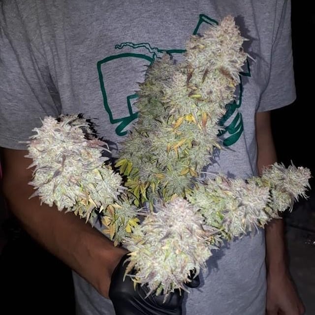 paradiseseeds's tweet photo. #Autojack the best of #whitewidow and #jackherer grown by @iurirhcp #FinestSeedCollection #ParadiseSeeds https://t.co/JHt7RrReIV https://t.co/dm3cVreFsM