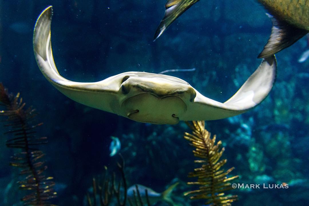 shedd aquarium on twitter