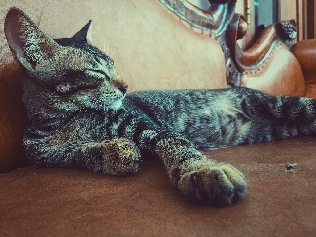 YoungModeOn's tweet photo. Have a nice dream cat 😴
•
•
#haveanice #dream #cat #youngeneration #modeon #photography #with #smartphone #iphone6 #iphone7plus #twitter #twitterphotography #NatGeoPhotography #SocialMedia #fotografer #photoediting #pictsart #afterlight #vsco #unfold #generationmodeon https://t.co/QayVqS5n6I