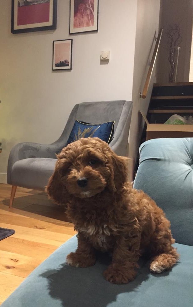 swain_alliance's tweet photo. We got puppy training again this evening.. slightly dreading it as despite looking cute he is the unruly terror of the group.. #chipoffblock https://t.co/TmOJli34PT