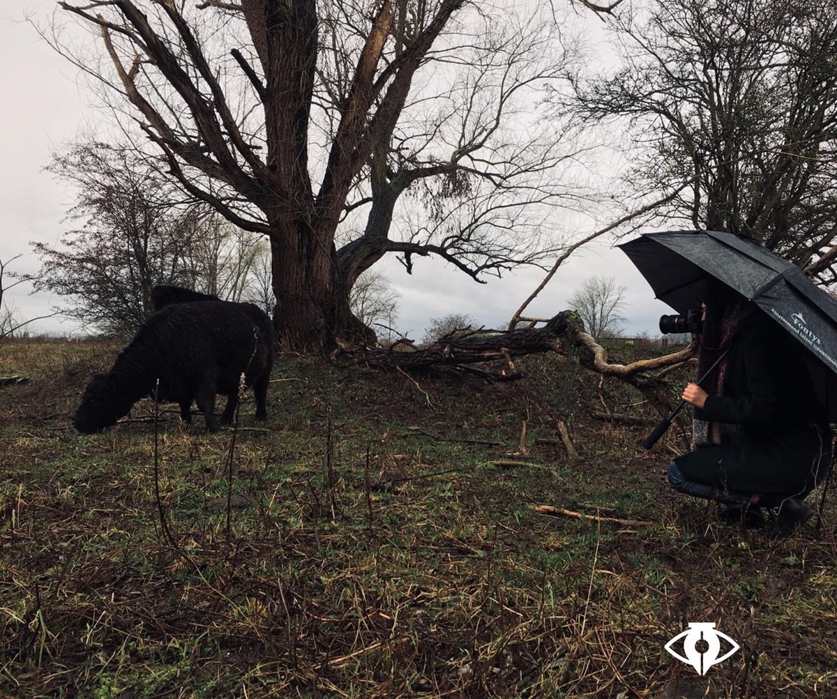 Dit is zo Nederlands als wat!
Deze week gingen we de dijken op voor een opdracht, waar we foto's hebben gemaakt van koeien in de regen.
#dijken #koe #fotografie #dutchweather
