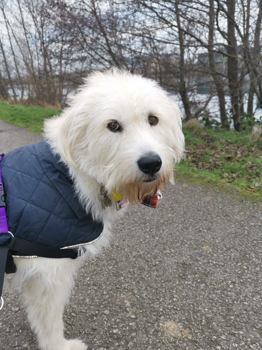 This is a picture of new follower Magnum - he is a cross between a #labradoodle and a #husky and he is our #dogoftheday based on good looks alone.  But he is also a very clever medical assistance dog
#mixedbreeds #workingdog
