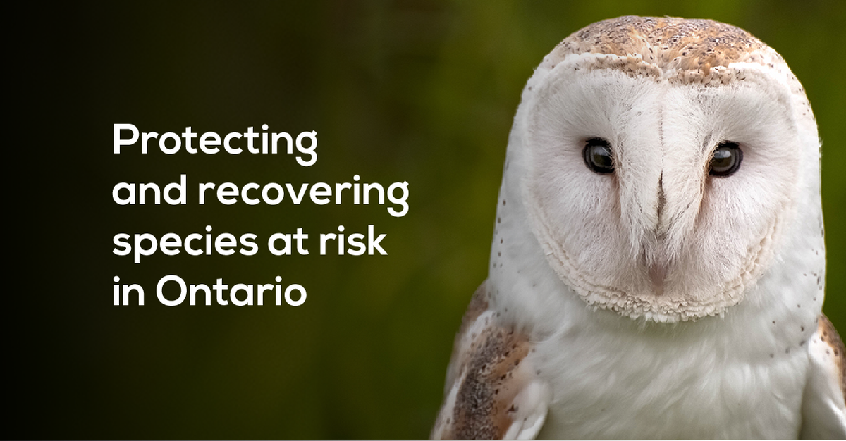 ONenvironment's tweet photo. Ontario is reviewing the Endangered Species Act and inviting feedback on how we can protect species at risk while improving the effectiveness of the program. Have your say here: https://t.co/0qpS7xPv3N https://t.co/3ZTpFsFpyz