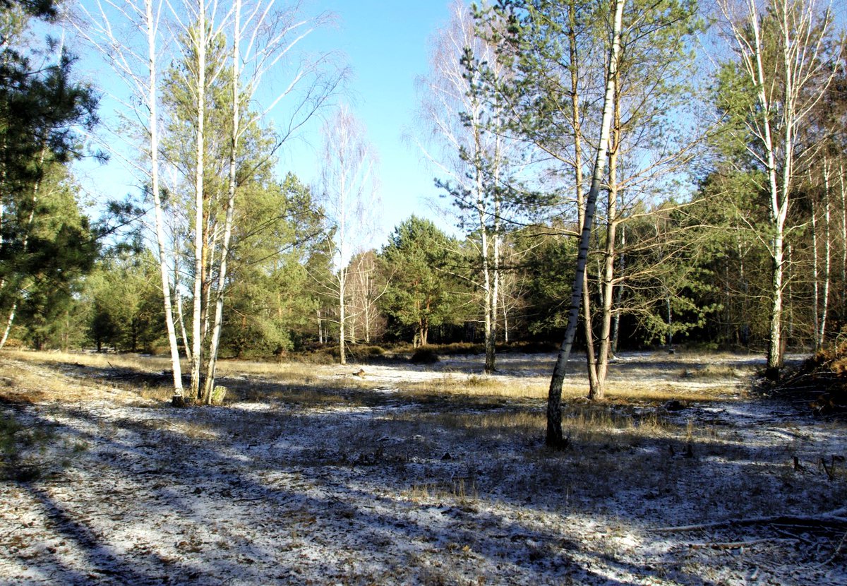 mark_radler's tweet photo. Ein Hauch Winter, oder: Tut Muße!
#Winterhauch #MußeTun #Parforceheide https://t.co/p2krsPLsnz