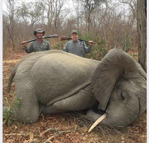 He killed a BABY elephant! Hunting co is Charlton McCallum Hunting Safaris. Owner is Buzz Charlton.  Professional hunter is Max Delezenne, trophy hunter is Mike Jines, the owner of TopGen Energy.

Email address for JINES is:  info@topgenenergy.net. 
Let him know what u think
RT