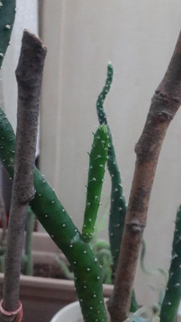 Dahiliye sözlüsünün arefesinde dertli dertli  boşluğa bakarken fark ettiğim yeni tomurcuk 💚  moral verdi