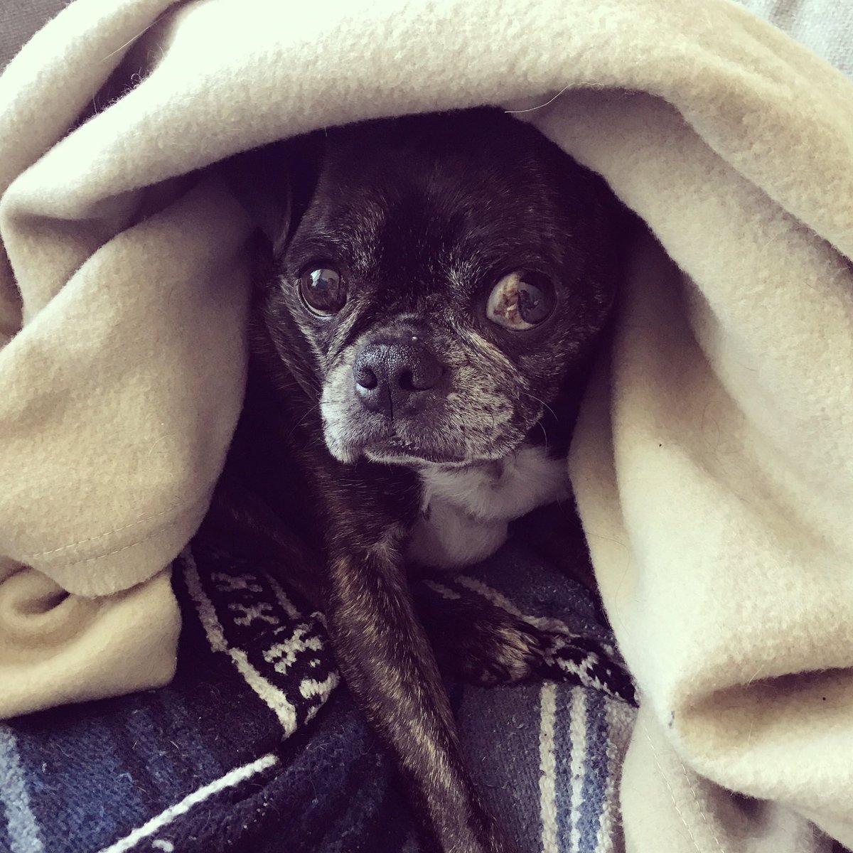 LizSiu's tweet photo. Peek-a-boo!😳 #notcreepyatall #creepy #cutedog #baja #pug #bostonterrier #bugg #pugmix #snortingdog #colddog #snugglyblanket #cuddles #dogsofinstagram #pugeyes #pugnose #ilovemypug #pusheenbox #blanket #dogmom #❤️🐶 #🐶 https://t.co/6GqjTSbPva