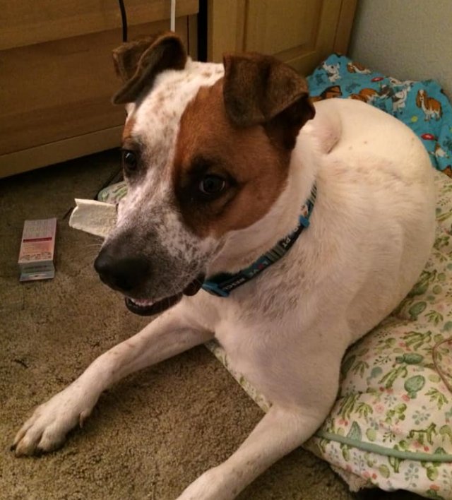 Jasamsdestiny's tweet photo. Lost pupper in #Magalia!
Beau, a #Camperfire survivor is lost in his new home town. They live on Cumberland. If you see him, plz contact his really worried mom!
Karin Kaksonen
https://t.co/JCjeBUkL2c
#paradise #paradisefire #ParadiseStrong #burnzonepet #CampFirePets https://t.co/JAQSd9vVdv