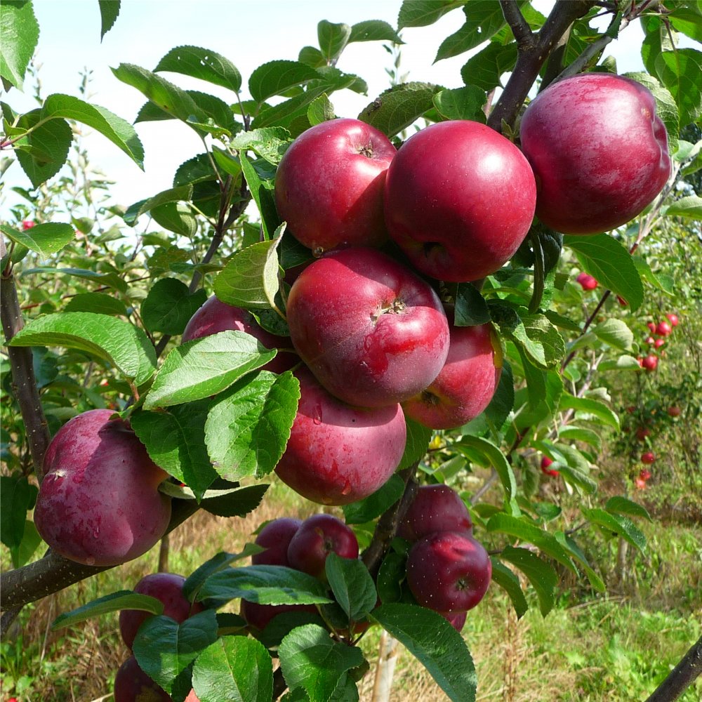 AgriShona's tweet photo. #FoodFact: The Cdn #Spartan apple is crisp and tart straight from the tree but becomes sweeter in cold storage. Released in 1936, it’s a cross of the McIntosh and Newtown Pippin. #ScienceFact: it’s the first apple bred using a formal scientific breeding program. https://t.co/ldkqqYbaYc