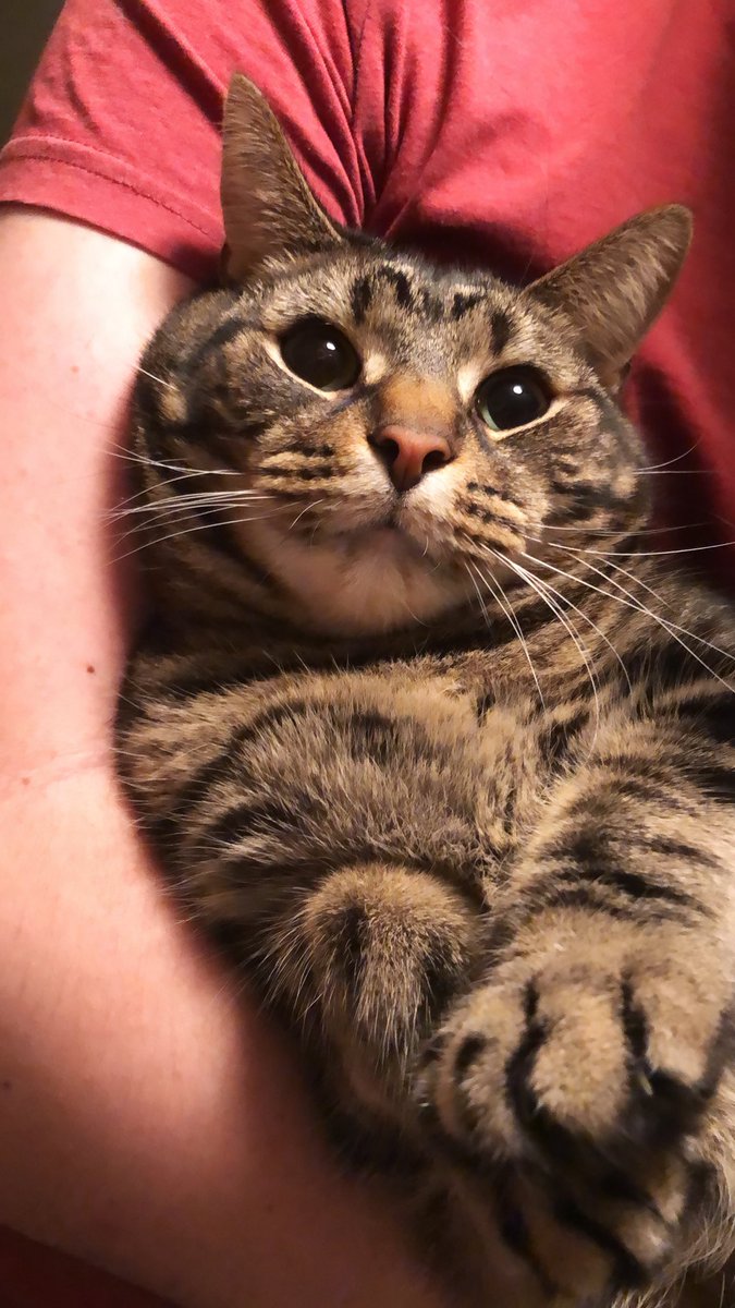 RumpleCrazyCat's tweet photo. Cuteness overload, I know https://t.co/CdBPVKV0H5