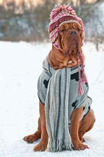 BarronsHeating's tweet photo. Keep your pets comfortable while also controlling your energy bill. https://t.co/xGtW611UE5 https://t.co/Hz19KEqbAz