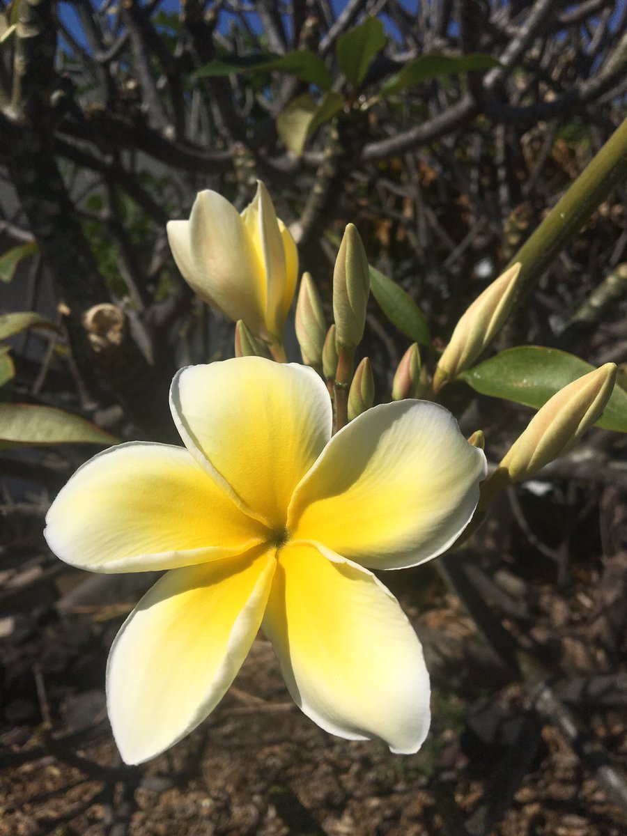 ThatOakDuet's tweet photo. @NicholeTiernan I tried all trip to get a good shot for you! #plumeria #botanyinaction #tropicalbotany https://t.co/UUFqhGPzeE