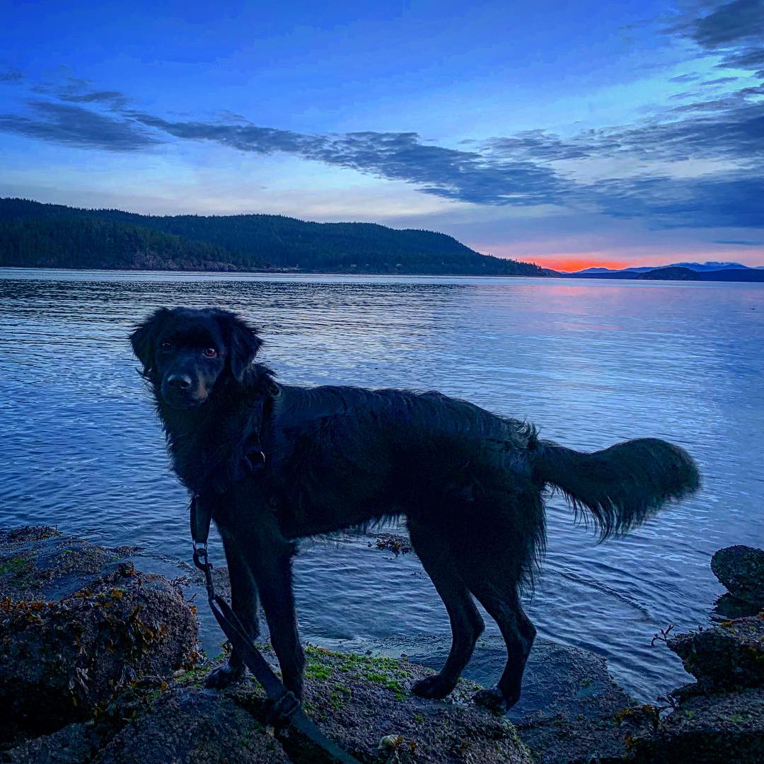 RainglerNets's tweet photo. This little #shoppup sure grew up in the year since #adopted ! Evening #doghike along the #beach checking out the #sunset in #washingtonstate . Testing out his new #rainglernets #milspec #dogleash #dogsofinstagram #dog #boradorsofinstagram #blacklab #bordercollie #madeintheusa https://t.co/EzmZZExBZX