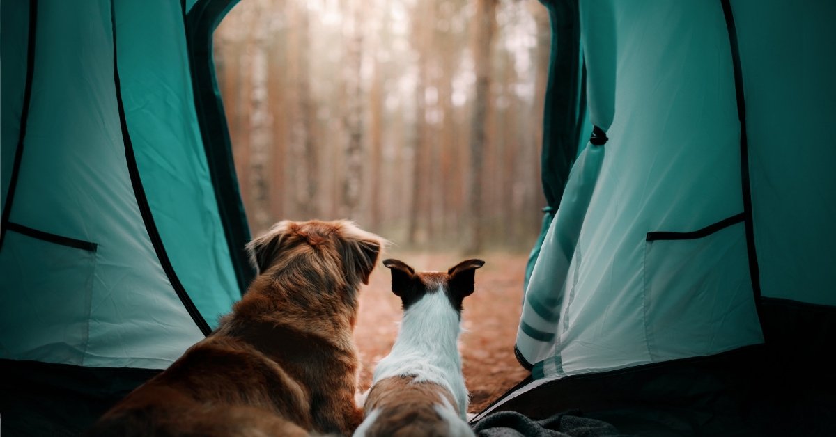 feedalpha tweet media