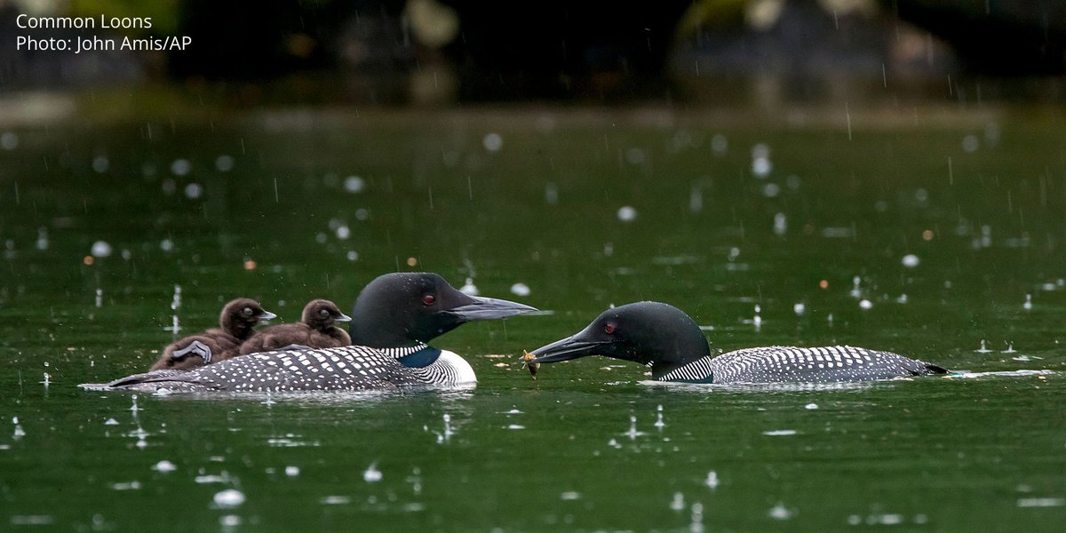 audubonsociety's tweet photo. Blatantly disregarding the health impact to humans and wildlife, the @EPA says that limiting mercury pollution from power plants is no longer 'appropriate and necessary'—putting birds like Common Loons and Ospreys at risk. https://t.co/uMuzhFlhkL https://t.co/PbFsnRXXPX