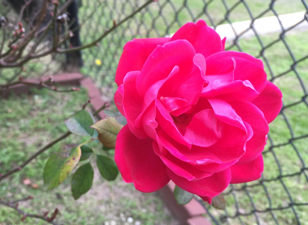 Molly_in_Iowa's tweet photo. It’s 63 degrees right now in @CityofAugusta. Plants are alive. There are flowers! So unlike the frozen tundra back home. #idratherbehere #WinterStorm #weather https://t.co/PIpTystZqP