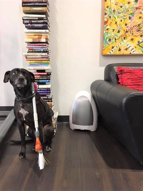EyeVac's tweet photo. "We love our little office helper!" 😉 #EyeVac #dog #pethair https://t.co/gGcluVEec7