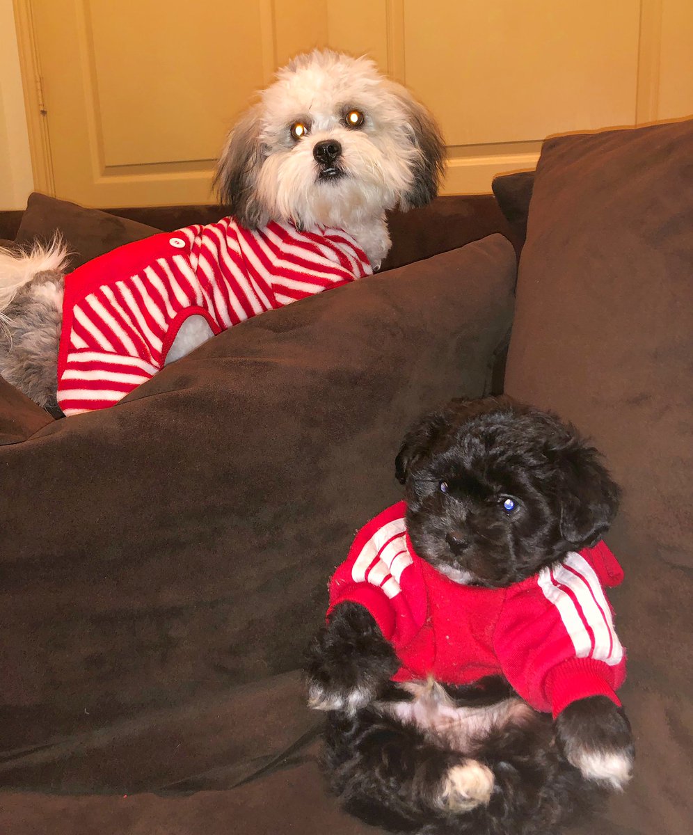 MackWilson's tweet photo. The Boys. 😂❤️ #Benjii&amp;Mazii👑 https://t.co/CtZU9Tdydi