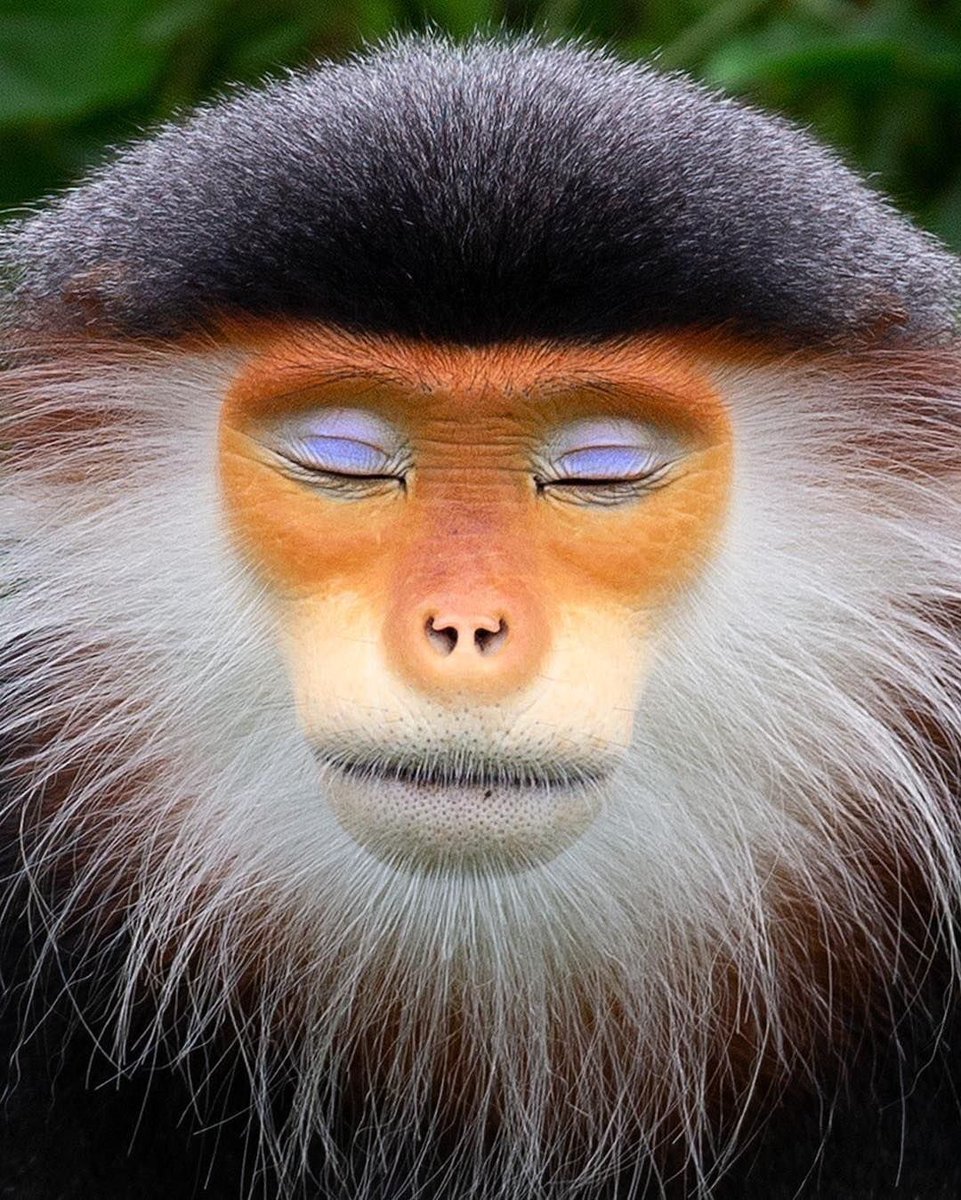 fatherjstn's tweet image. The red-shanked douc is the most peaceful and relaxed monkey i’ve ever seen, just look at it’s face.